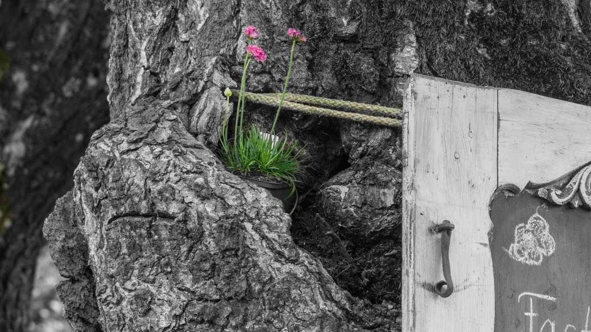 O Fotomagazin / Gartentage im Historischen Stiftsgarten im Stift Seitenstetten 